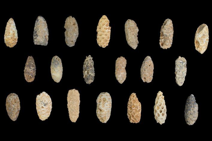 Lot: Fossil Seed Cones (Or Aggregate Fruits) - Pieces #148858